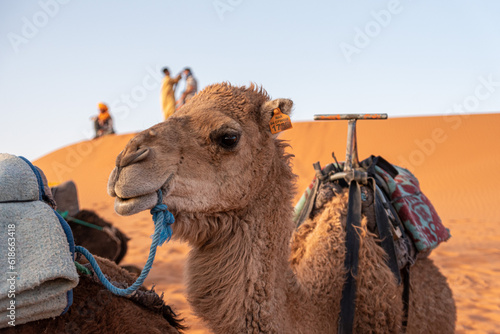 Portrait of a beautiful dromedary in Erg Chebbi