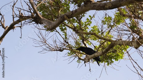 A chick of a black raven sits on a tree branch and screams.