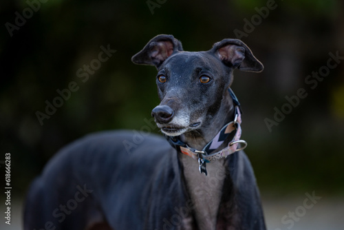 Tela Portrait of majestic greyhound dog close up otdoors at the park with soft bokeh