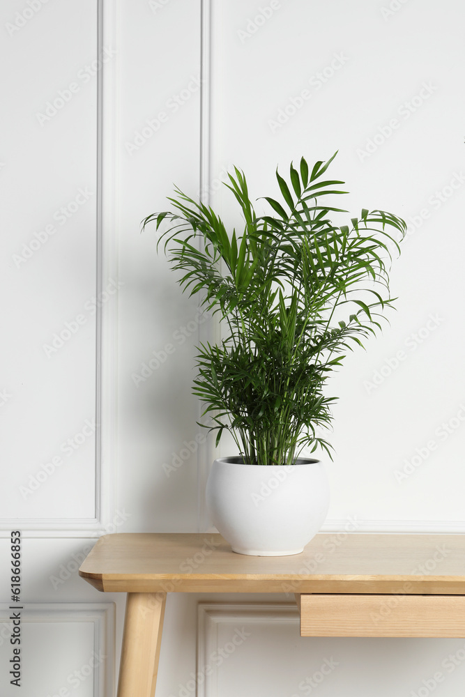 Beautiful chamaedorea plant in pot on wooden table indoors. House decor