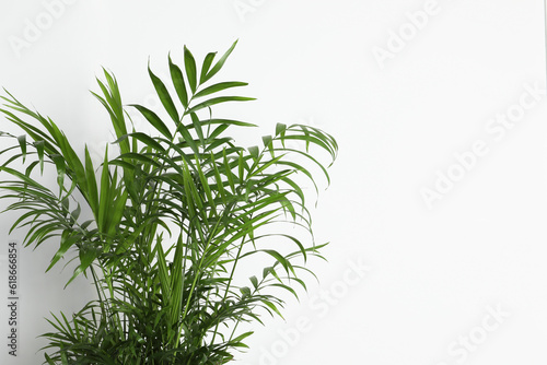 Beautiful chamaedorea plant near white wall  space for text. House decor