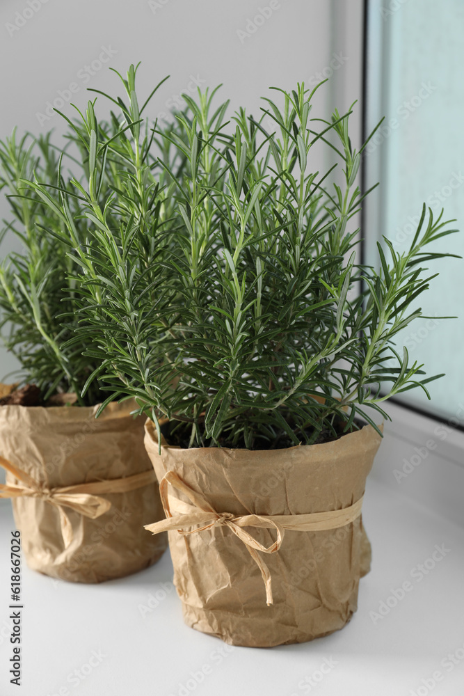 Fototapeta premium Aromatic green rosemary in pots on windowsill