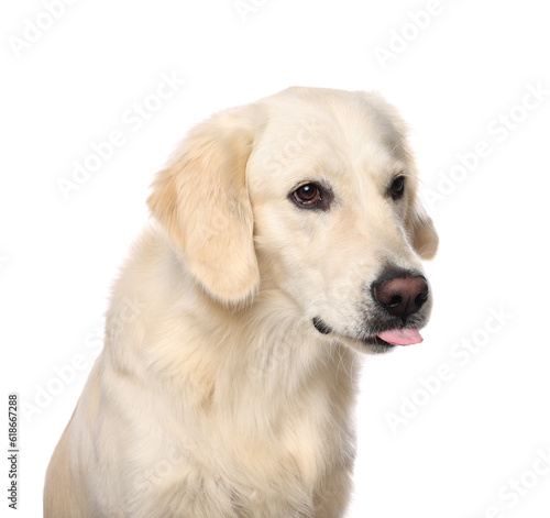 Cute Labrador Retriever showing tongue on white background © New Africa