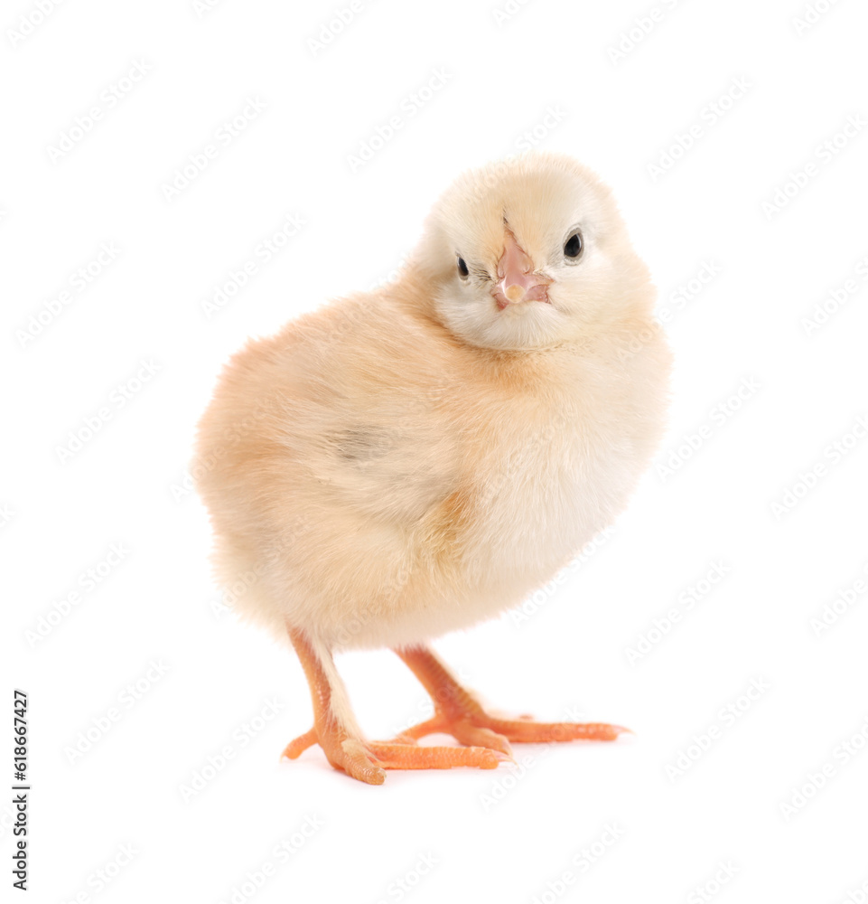 Cute fluffy baby chicken on white background Cute fluffy baby chicken on white background