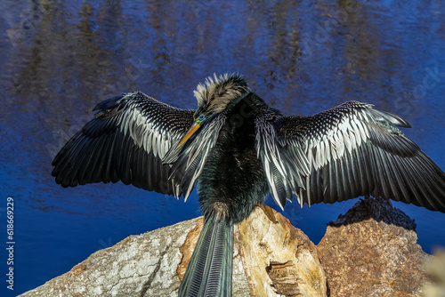 Bild auf Leinwand male anhinga