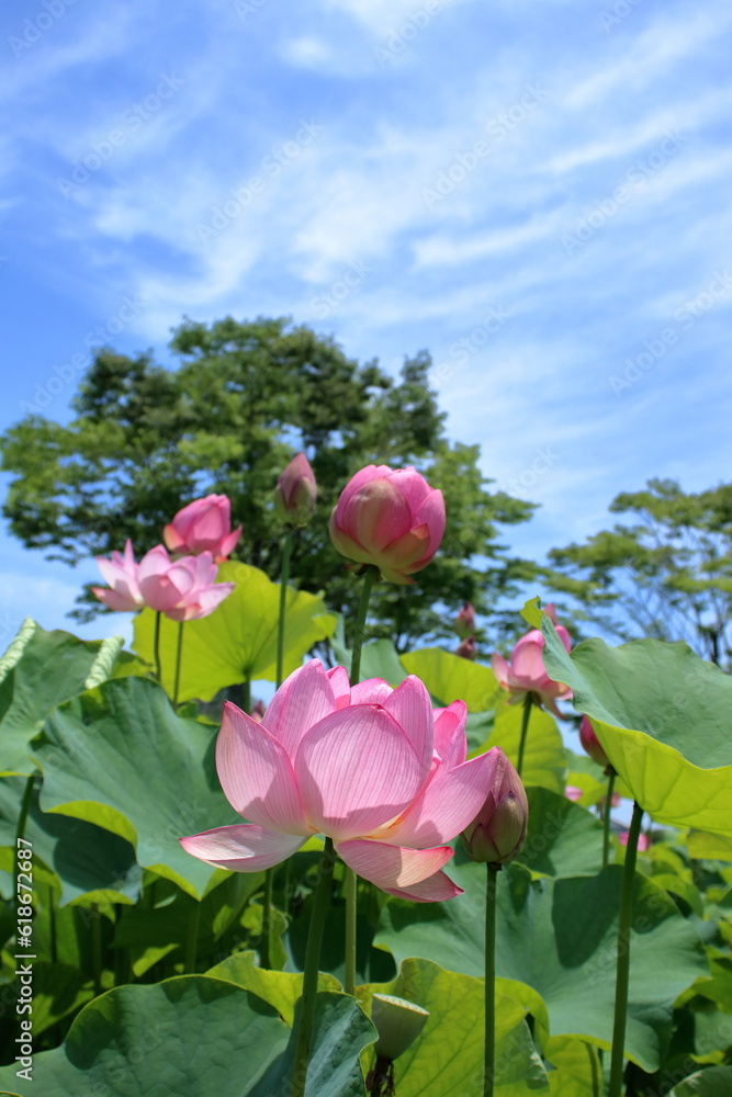 咲き誇るハスの花　（高知県　土佐市　蓮池公園）