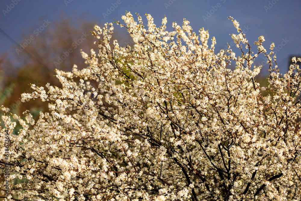 Crown of a flowering fruit tree or top of a tree in early spring flowers with selective focus. Spring background Crown of a flowering fruit tree or top of a tree in early spring flowers with selective focus. Spring background