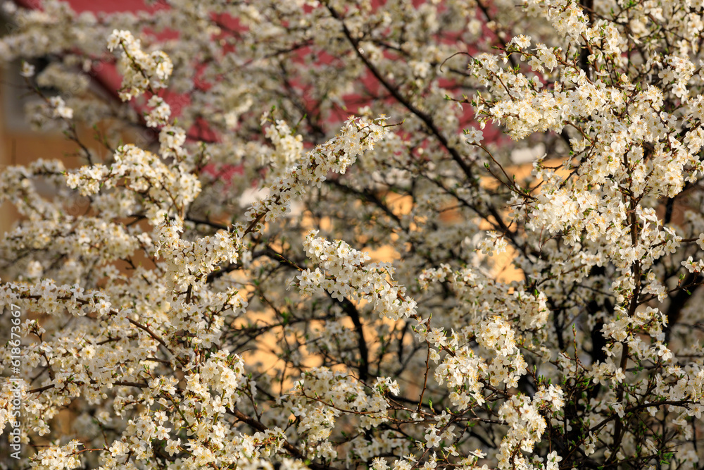 Backdrop of flowering trees in early spring. Spring background with copy space Backdrop of flowering trees in early spring. Spring background with copy space