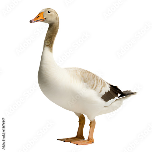 Goose isolated on white PNG transparent background