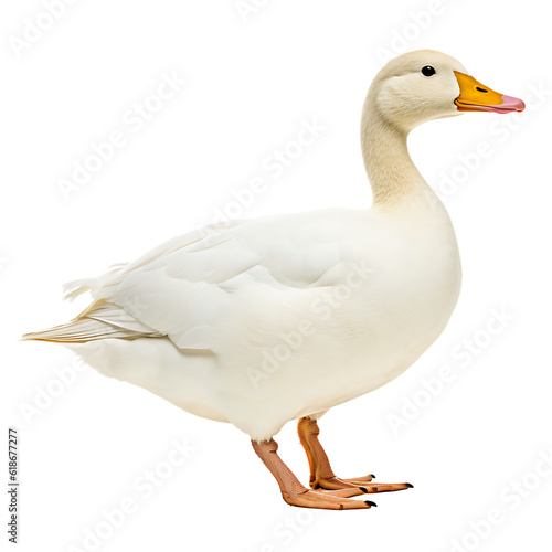 White domestic goose isolated PNG transparent background