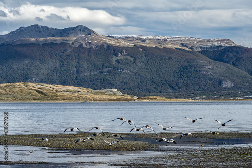 Group of caiquens flying off the coast of Puerto Almanza in the Beagle Channel in Tierra del Fuego, Patagonia Argentina. photo