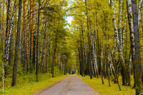 dark autumn forest on a sunny day