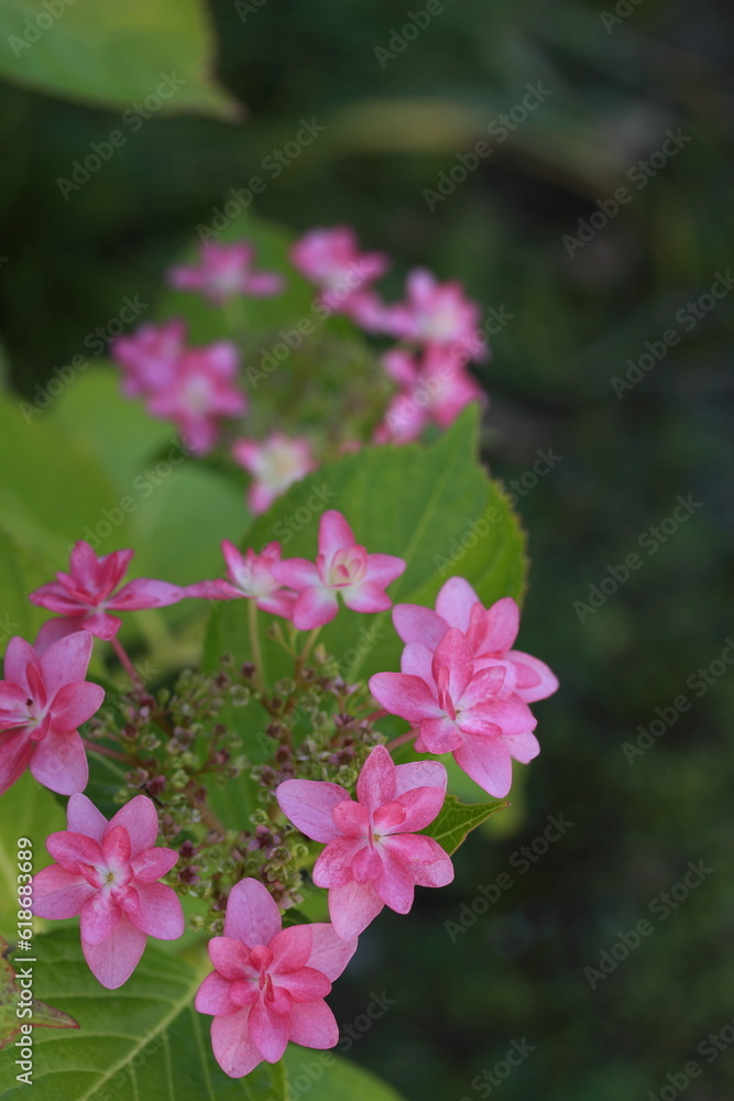 紫陽花スミダノハナビ