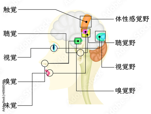 感覚　イラスト