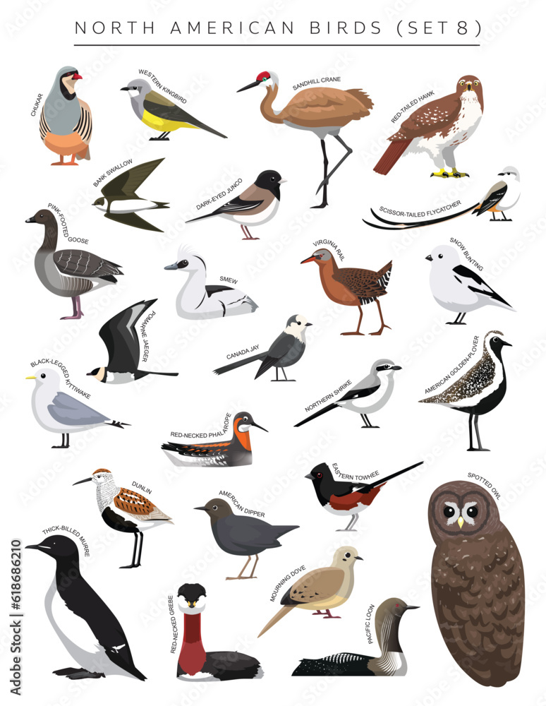Fototapeta premium North American Birds Set Cartoon Vector Character 8