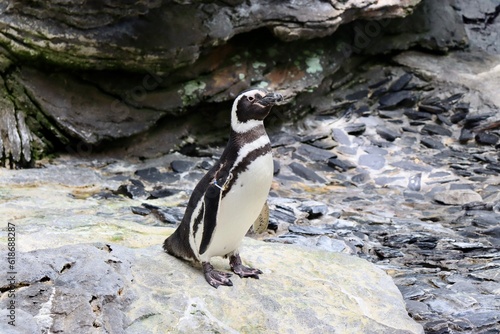 Penguin on Rocks