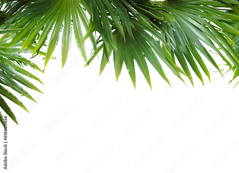 Palm Tree Leaves Ai Generated