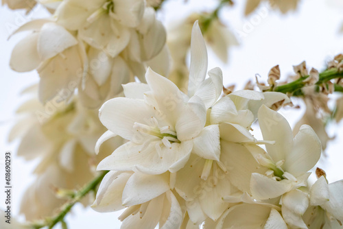 Delicate white flowers of Yucca Rostrata or Beaked Yucca plant close up. Selective focus