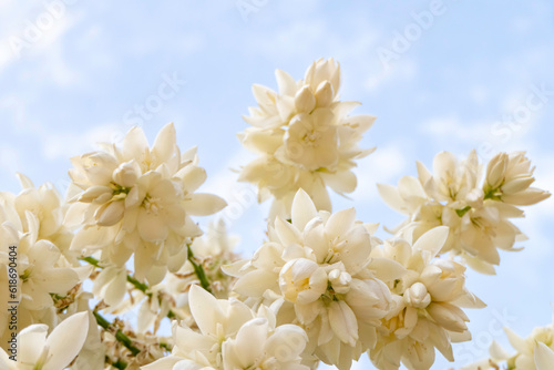 Delicate white flowers of Yucca Rostrata or Beaked Yucca plant close up. Selective focus