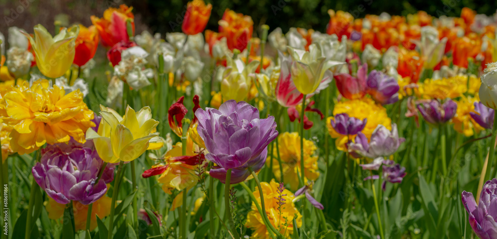 Fototapeta premium Red, yellow and lilac tulips outdoors, colored petals and tulip buds