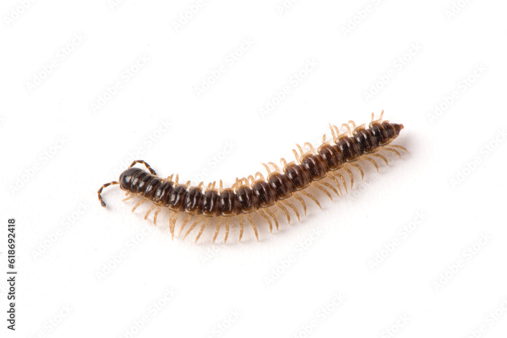 millipede isolated on white background millipede isolated on white background