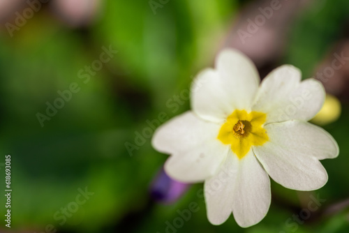 Pale yellow primrose flowers growing wild in a forest in the mountains of Europe