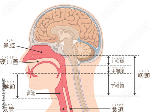 喉頭・咽頭・大脳・脳幹・中脳・横向き・イラスト