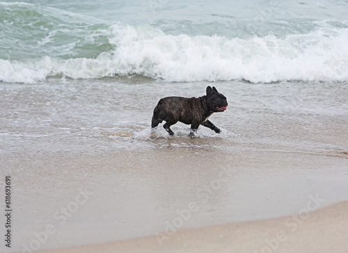 Black French bulldog playing in the sea water happily. © โทวสิษฐ์ คงทน