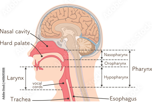 larynx、pharynx、vocal cord,trachea、cerebrum、cerebellum、illustration photo