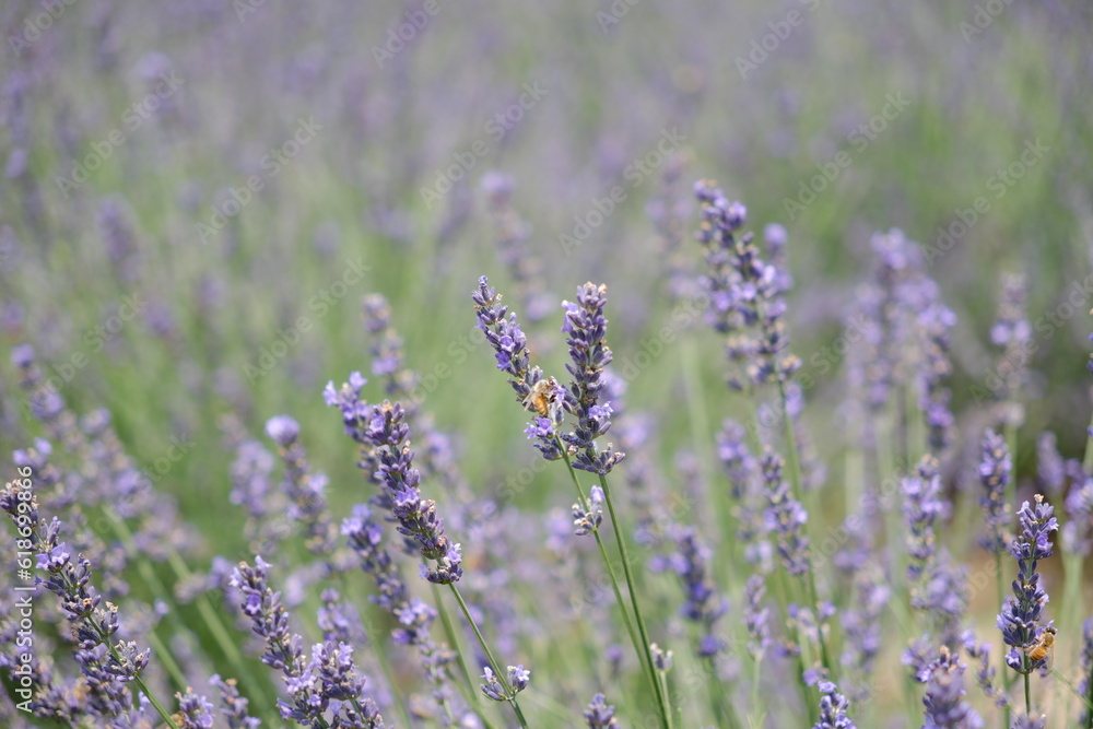 ラベンダー畑 lavender field ラベンダー畑 lavender field