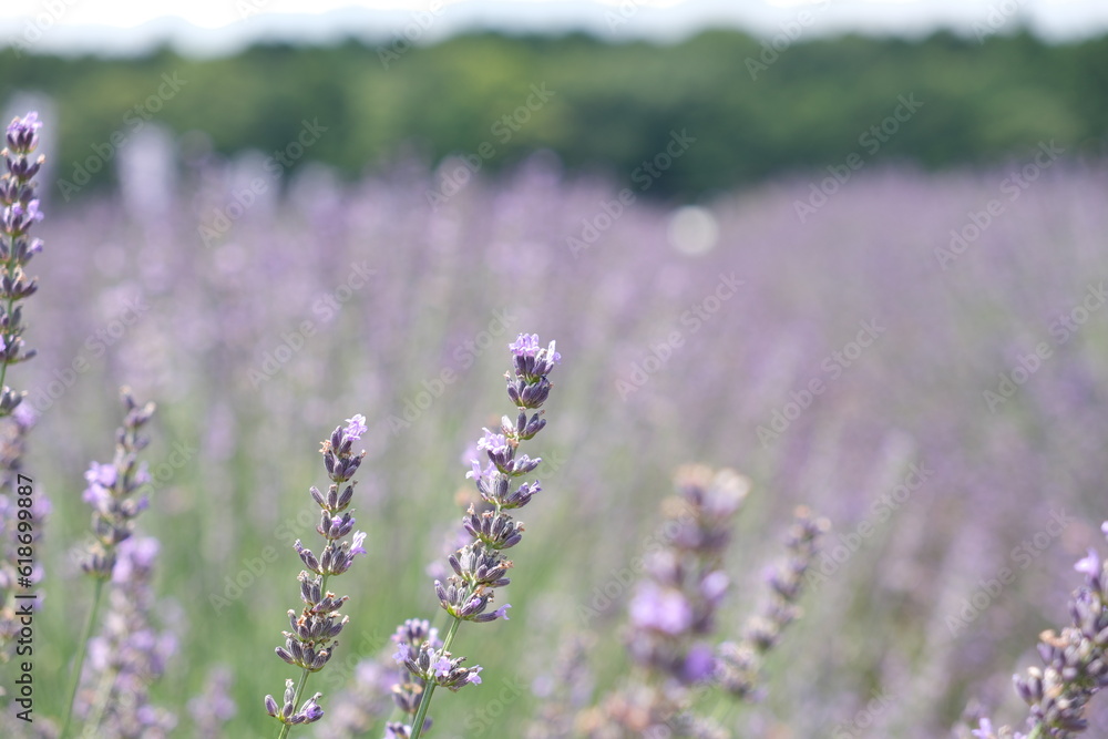 Obraz premium ラベンダー畑 lavender field