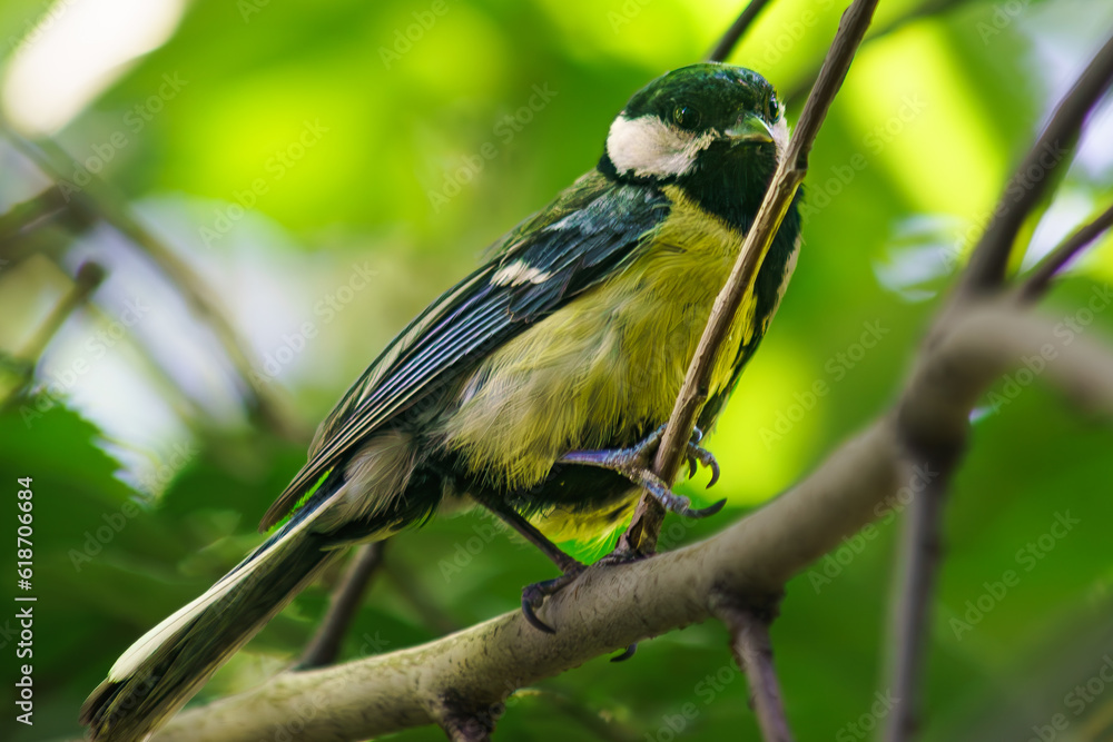 Fototapeta premium Titmouse sits on a tree