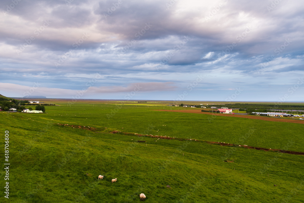 Icelandic Sheep Field