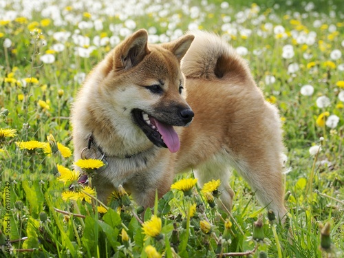 Close-up Portrait of beautiful and happy red shiba inu puppy in the green grass, small dog. Dogecoin. Red-haired Japanese dog with smile. Dandelions, daisies in the background. High quality photo. 