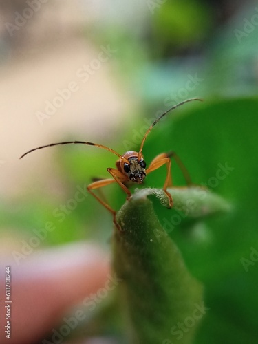 bug on a leaf © Santkumar