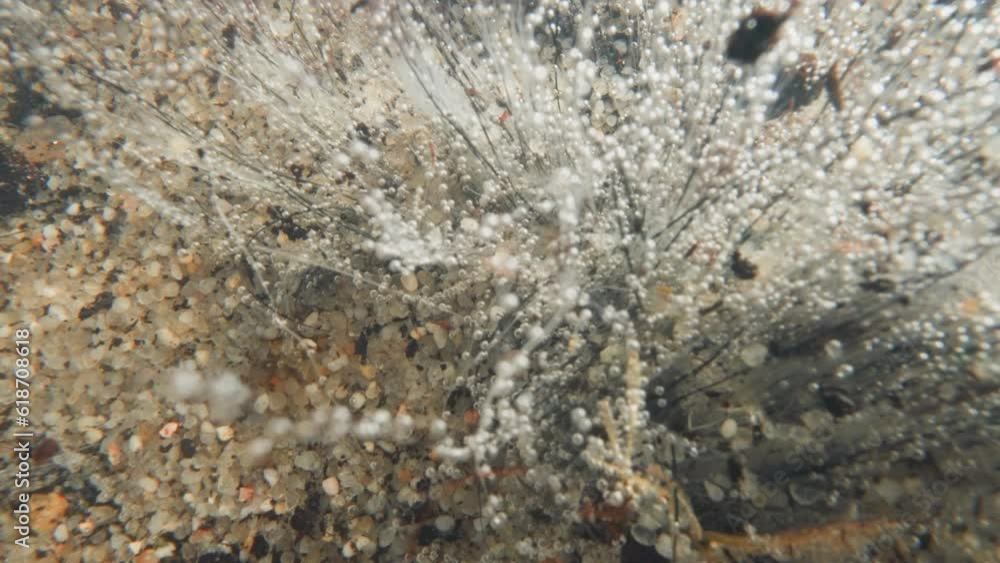 View of plant producing oxygen under water. Flora of seabed covered with light small bubbles. Water sways shoots smoothly and carries away dark particles of dirt View of plant producing oxygen under water. Flora of seabed covered with light small bubbles. Water sways shoots smoothly and carries away dark particles of dirt