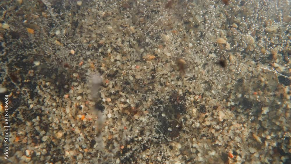 Small pebbles of white gravel fall to bottom of river. Bubbles of gas produced by plant rise up and pieces of dirt move by flow of water. Underwater nature Small pebbles of white gravel fall to bottom of river. Bubbles of gas produced by plant rise up and pieces of dirt move by flow of water. Underwater nature