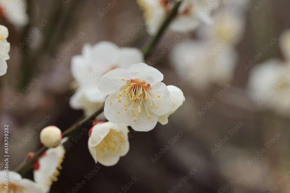 梅の花のクローズアップ