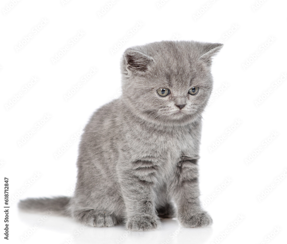 Cute tiny kitten sits in side view and looks away on empty space. isolated on white background