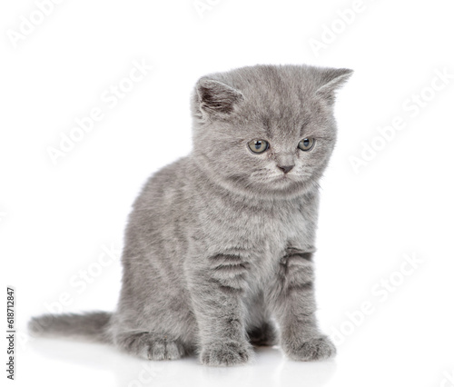 Cute tiny kitten sits in side view and looks away on empty space. isolated on white background