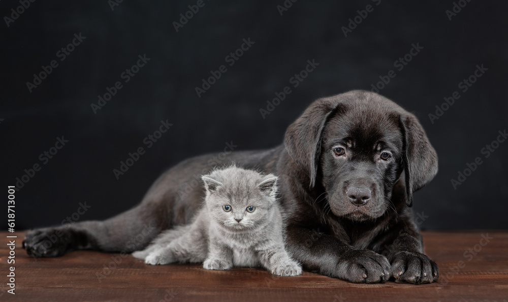 Black labrador puppy lying with tiny kitten on dark background