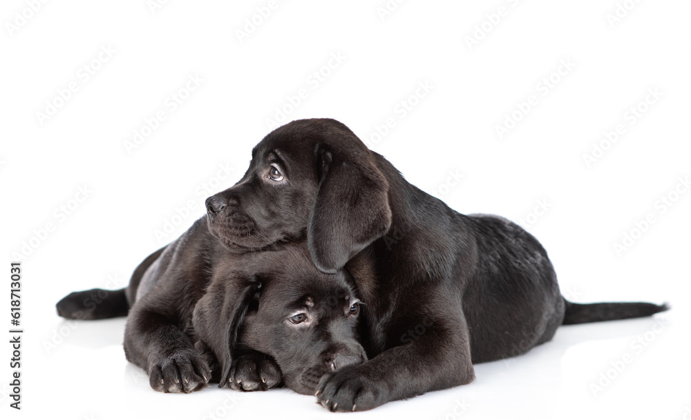 Two Sad black labrador retriever puppies lying together. Isolated on white background Two Sad black labrador retriever puppies lying together. Isolated on white background