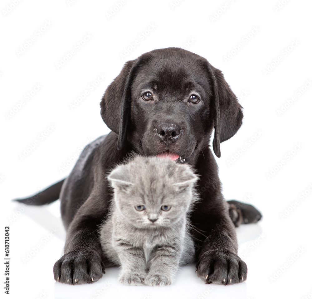 Black labrador puppy hugs tiny kitten. Isolated on white background Black labrador puppy hugs tiny kitten. Isolated on white background