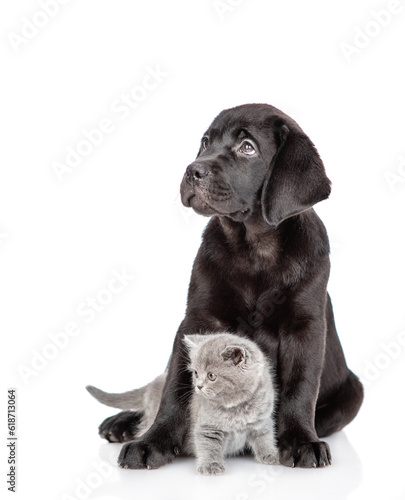 Young black labrador puppy hugs tiny kitten. Pets look away on empty space together. Isolated on white background