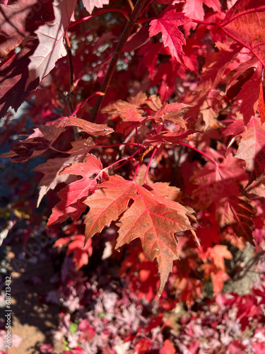 Stunning autumn leaves photos in various colors and compositions  perfect for capturing the essence of the fall season..