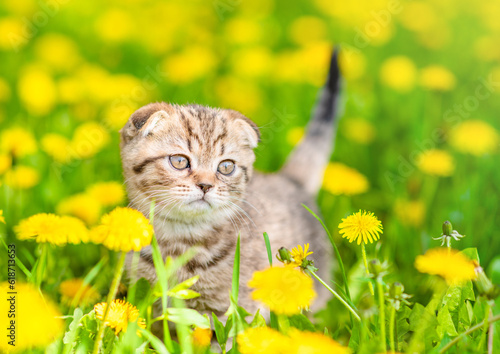 Tiny taby kitten walks on dandelion lawn photo