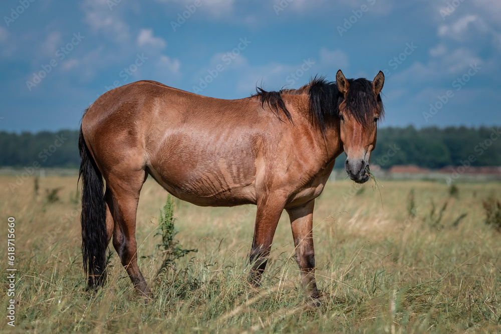 Beautiful thoroughbred horses graze on a summer field after rain. Beautiful thoroughbred horses graze on a summer field after rain.