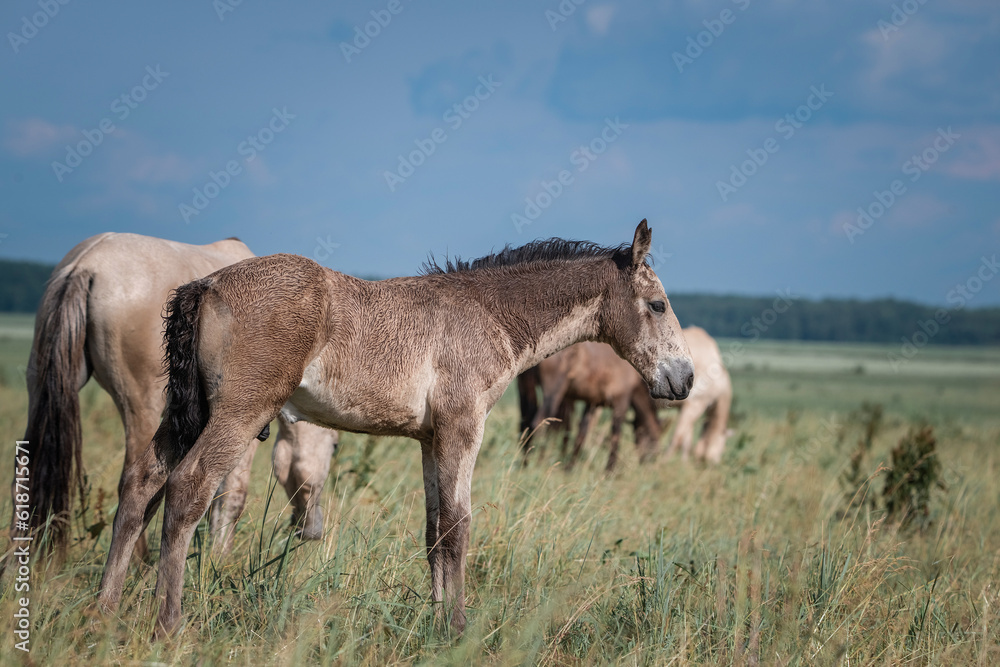 Beautiful thoroughbred horses graze on a summer field after rain.