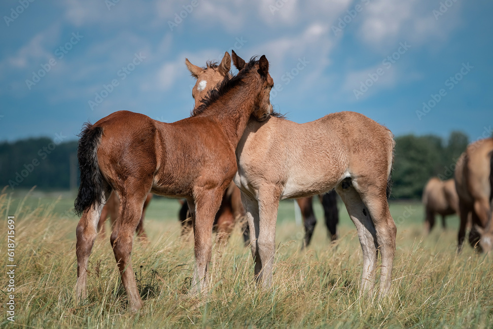 Beautiful thoroughbred horses graze on a summer field after rain.