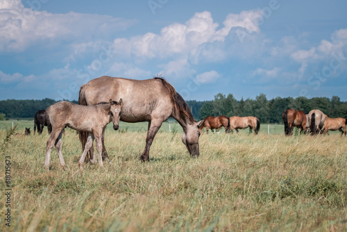 Beautiful thoroughbred horses graze on a summer field after rain.